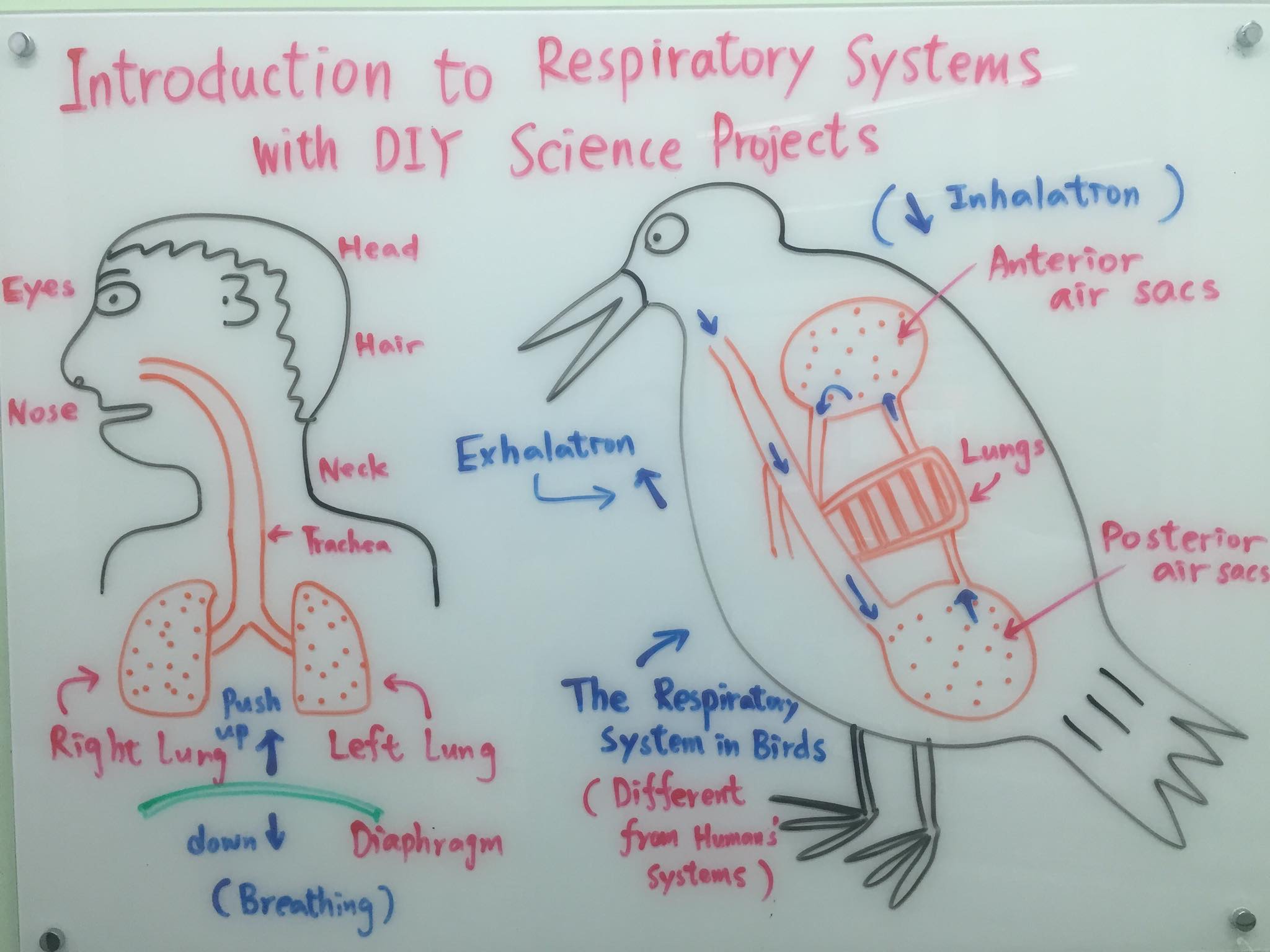 科學課程:探索動物呼吸系統的科學及生物學 & 動手做呼吸系統科學實驗(Introduction to Respiratory System with DIY Science Projects)