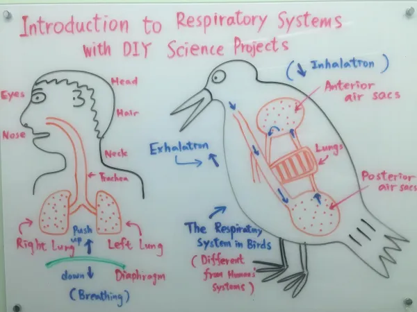 科學課程:探索動物呼吸系統的科學及生物學 & 動手做呼吸系統科學實驗(Introduction to Respiratory System with DIY Science Projects)